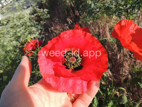poppy, corn